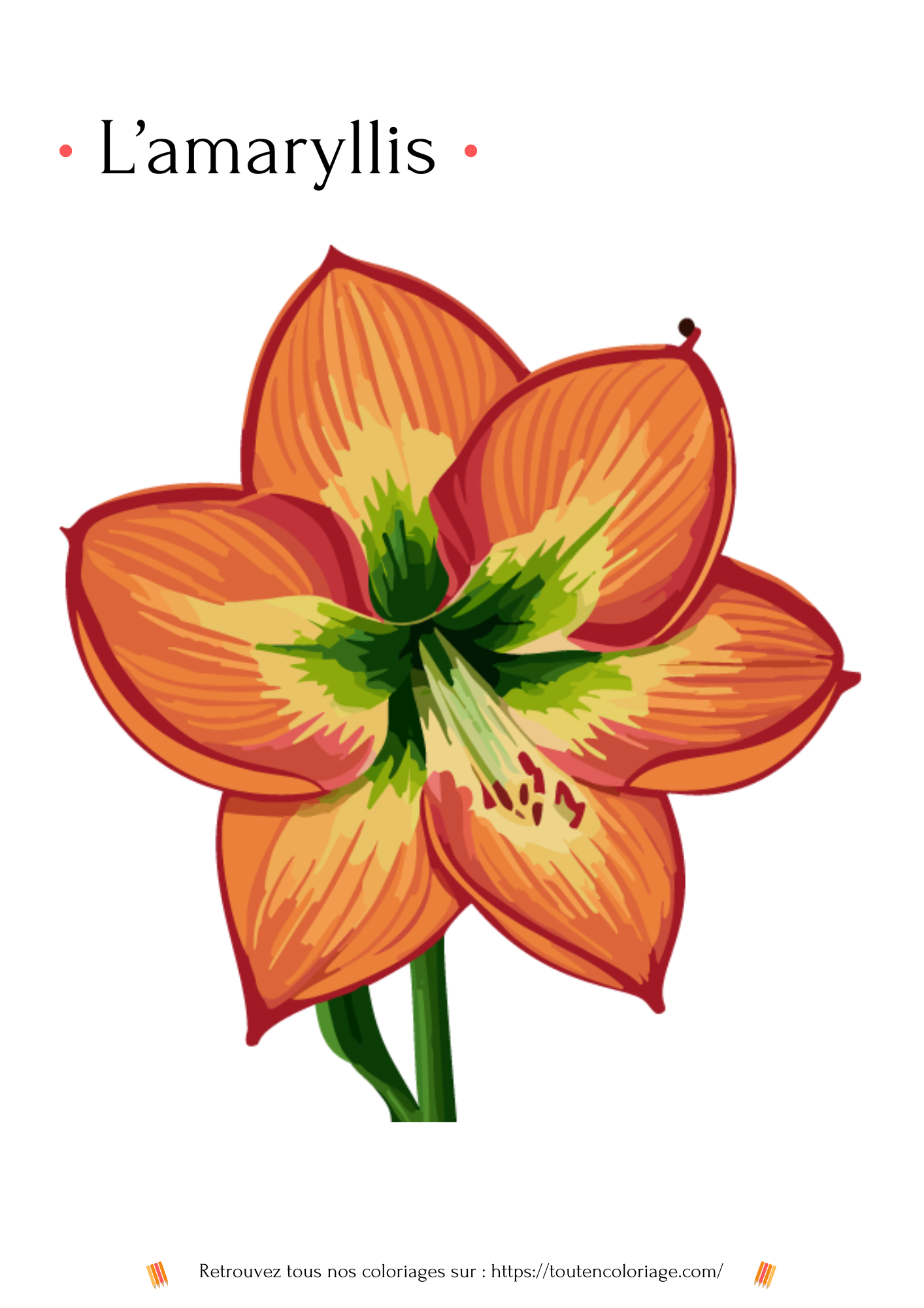 Dessin d'amaryllis à colorier pour tous les ages a retrouver dans notre livre de coloriage sur les fleurs