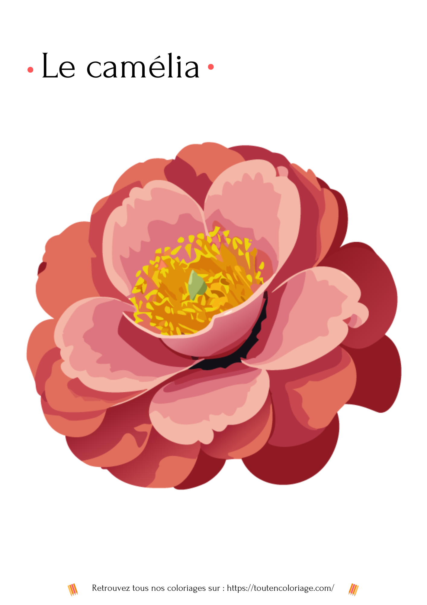 Coloriage à imprimer d'un camélia issue de notre livre pour enfants et adultes sur les fleurs.