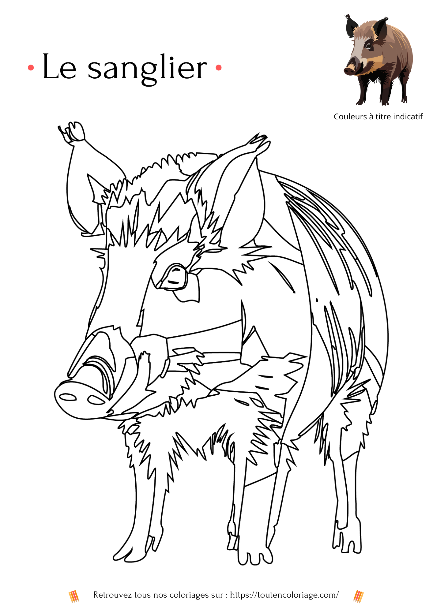 Coloriage a imprimer d'un Sanglier a retrouver dans notre livre sur les animaux de la foret.