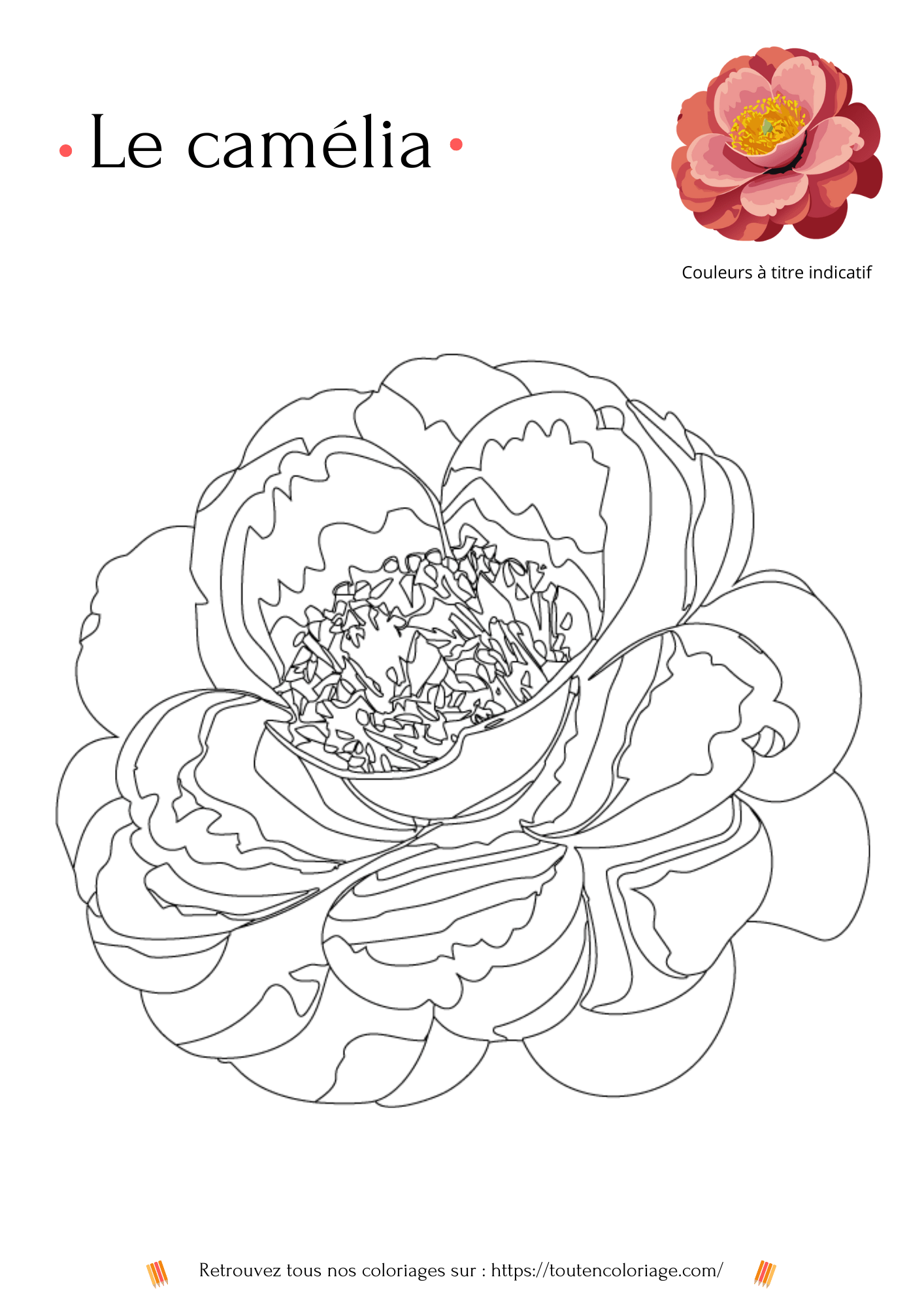 Dessin à colorier d'un Camélia pour enfants et adultes débutant ou pas.
