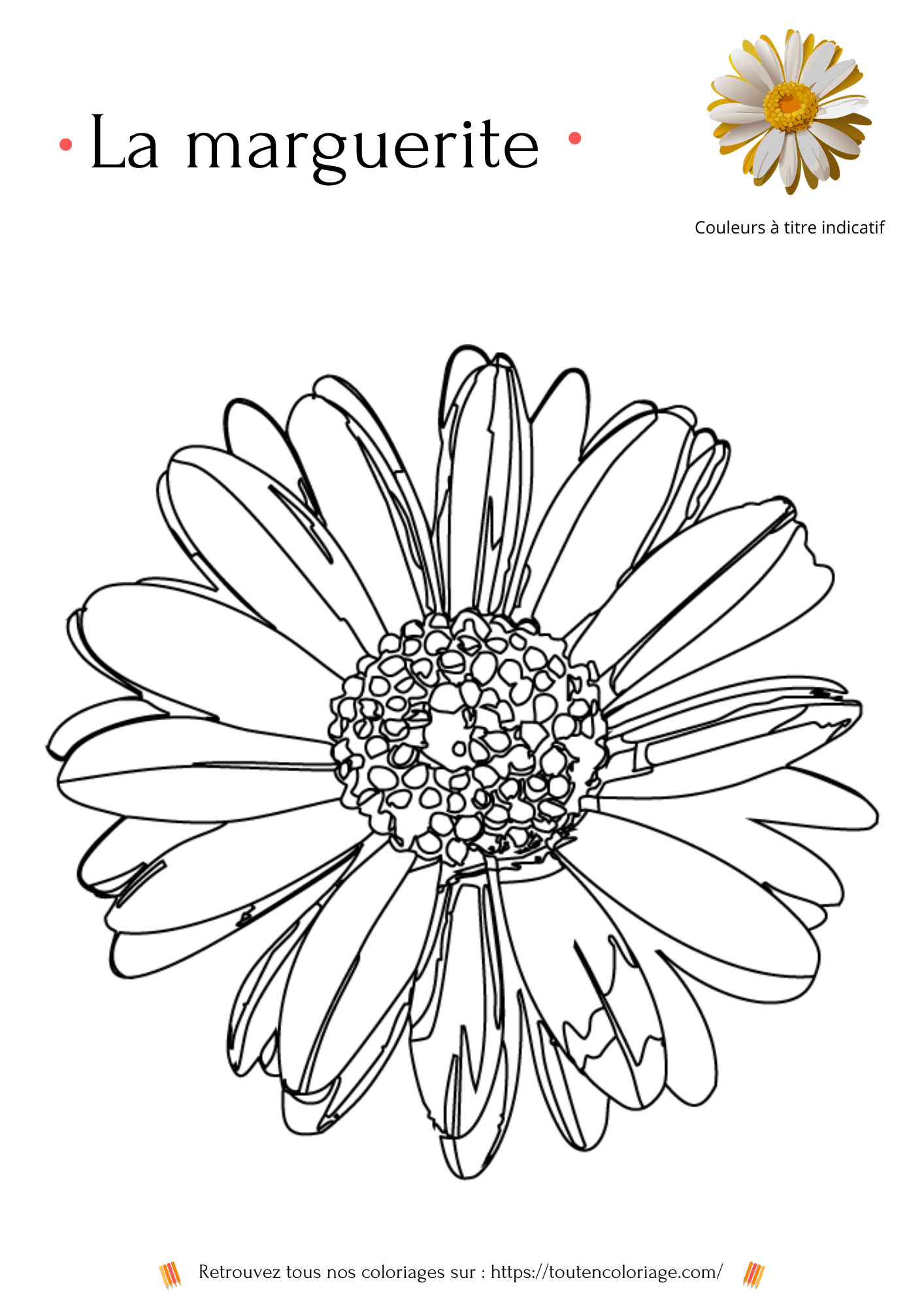 Dessin à colorier d'une marguerite pour enfants et adultes à retrouver dans notre livre sur les plantes et fleurs.