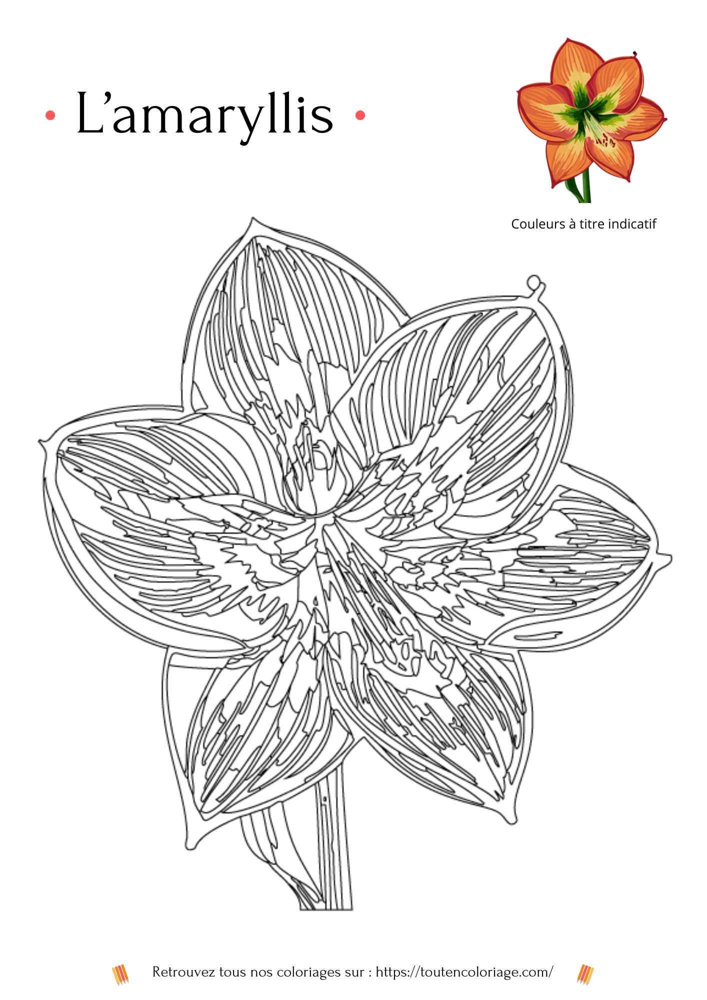 Dessin d'amaryllis à imprimer pour un coloriage réussi que vous soyez un enfants ou un adulte.