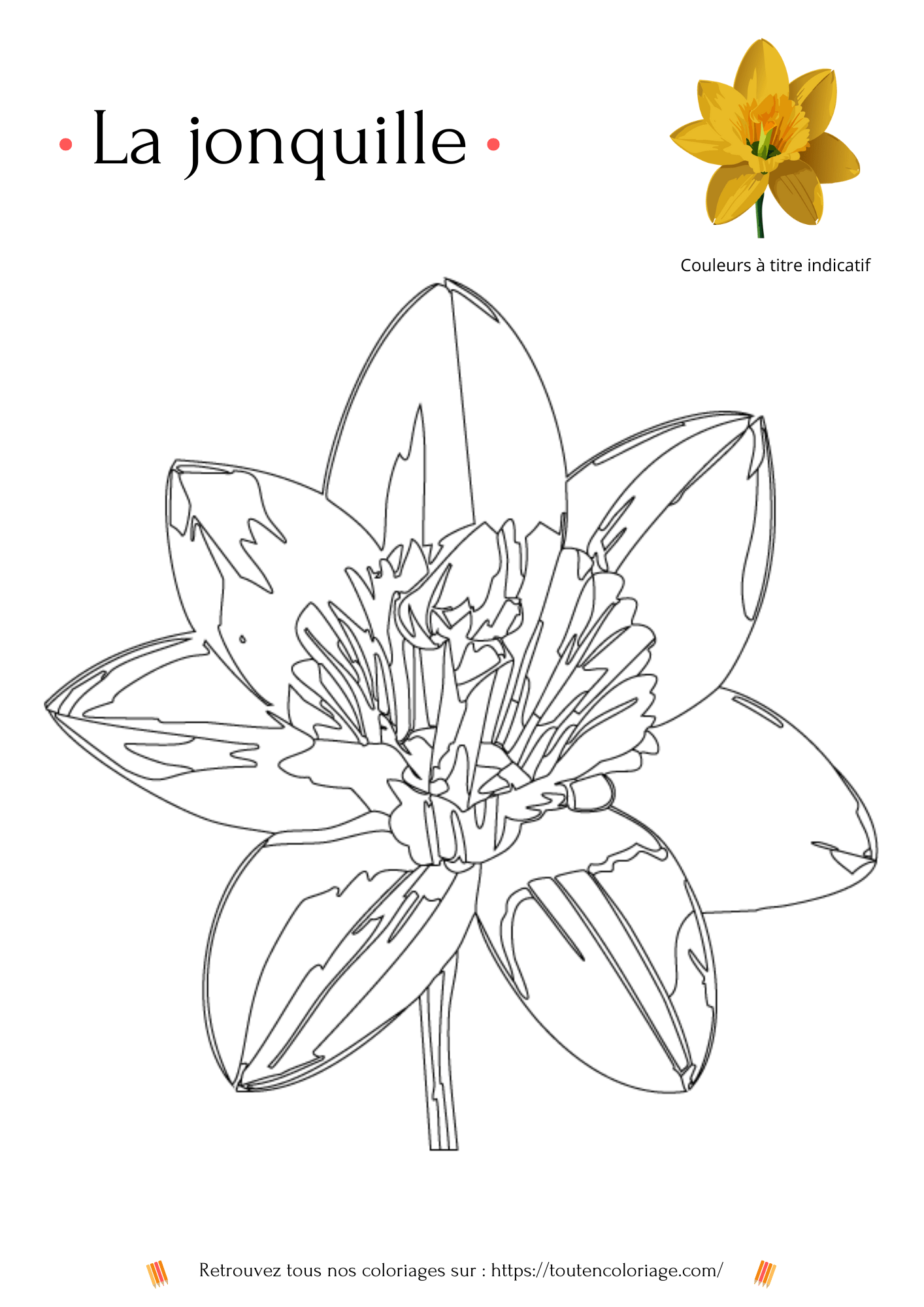 Coloriage à imprimer d'une Jonquille tirée de notre livre de dessin à colorier "les fleurs"