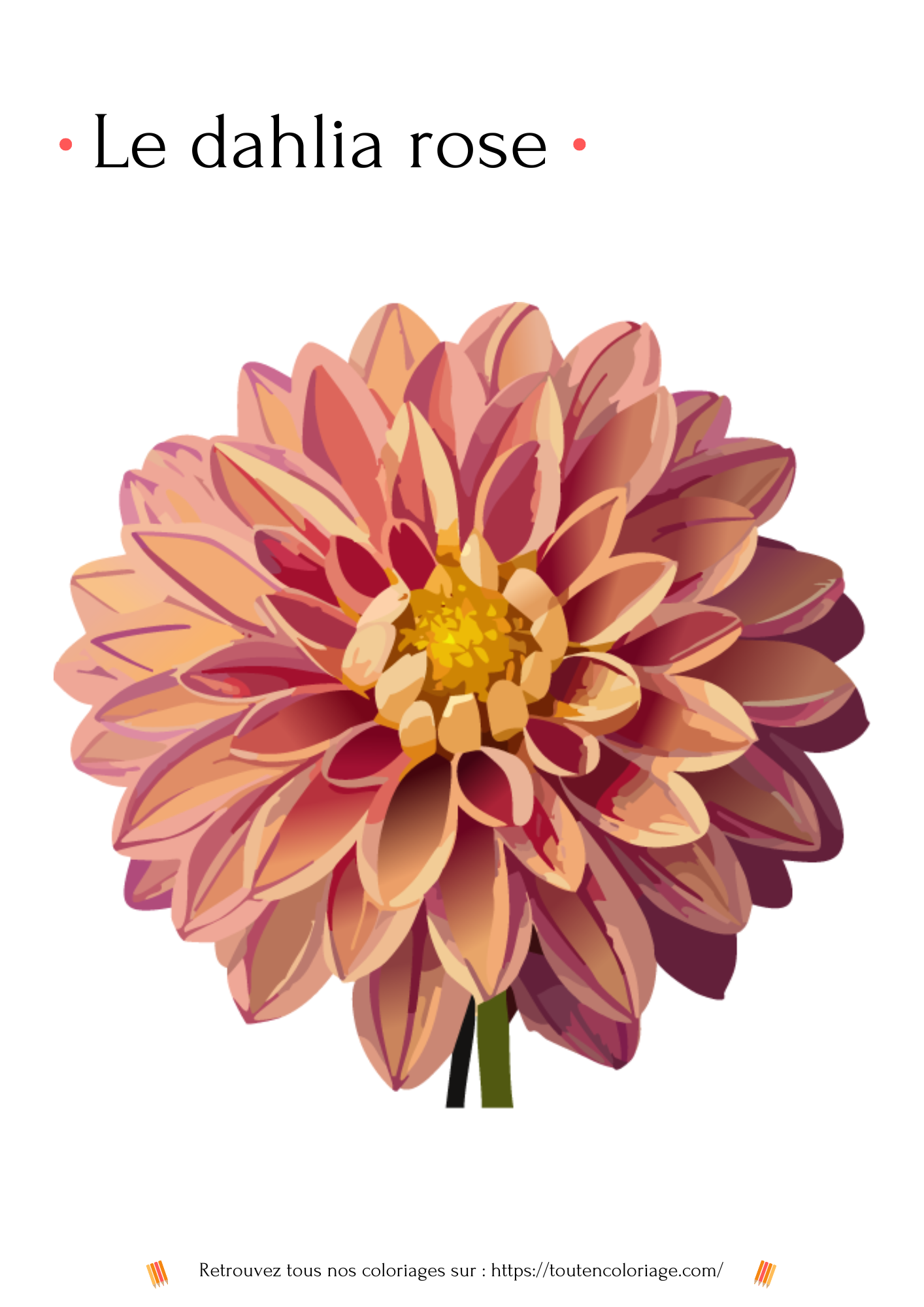 Coloriage à imprimer et a colorier d'un dahlia rose réaliste à retrouver dans notre livre de coloriage de fleurs