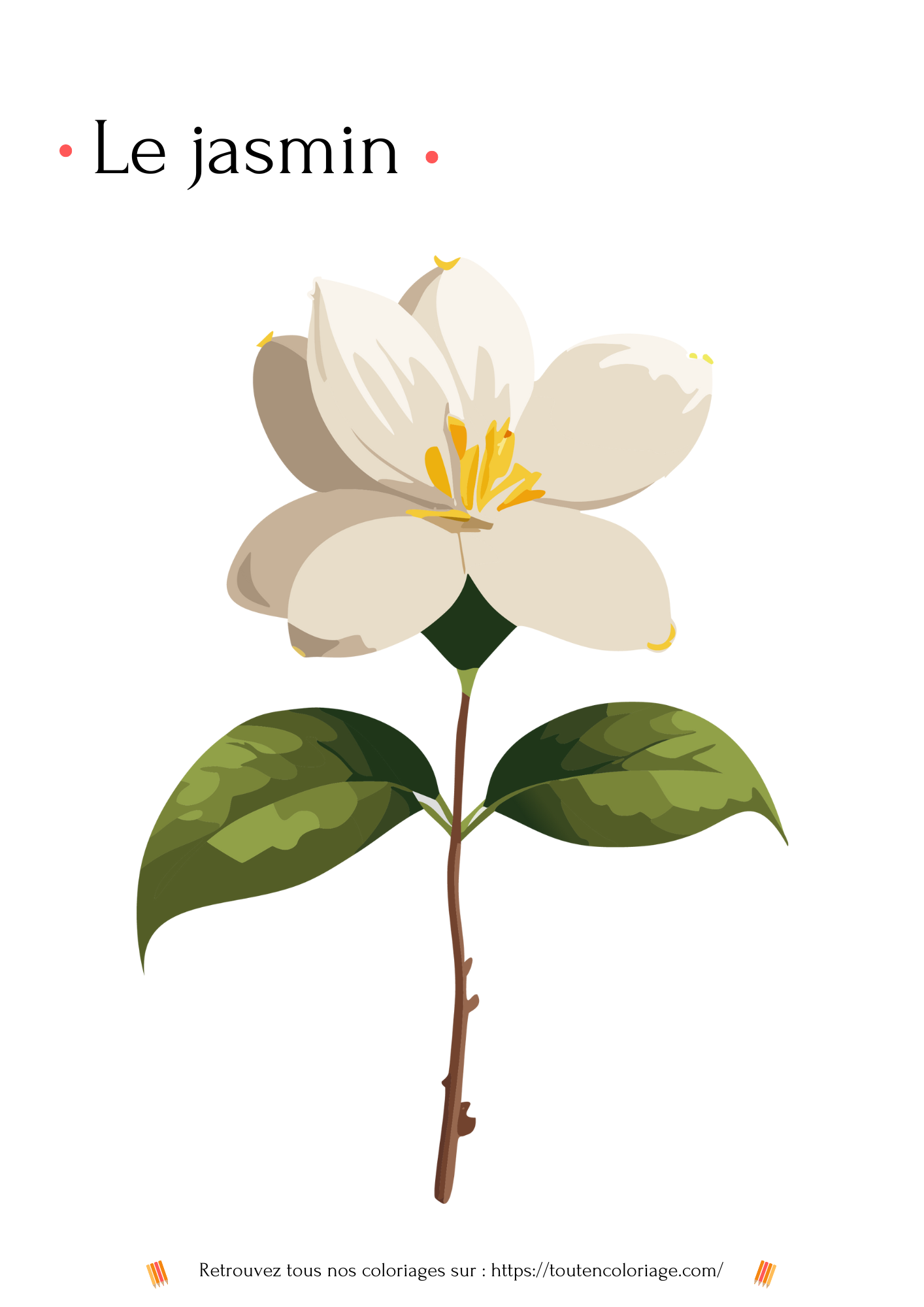 Coloriage a imprimer d'un Jasmin de couleur blanche a retrouver dans notre livre sur les fleurs.