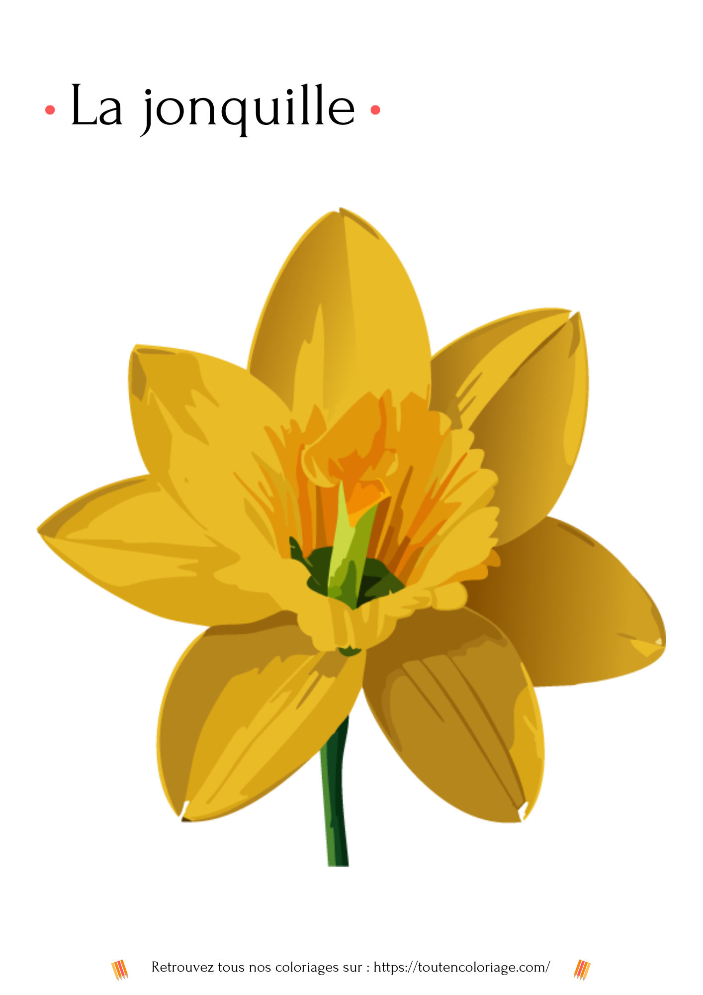 Dessin à colorier d'une magnifique jonquille d'un jaune éclatant pour les adultes et les enfants.