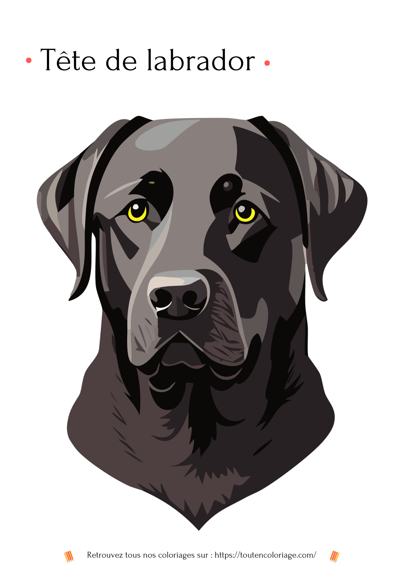 Dessin à colorier d'une magnifique tête de Labrador de couleur noire pour les enfants et adultes.