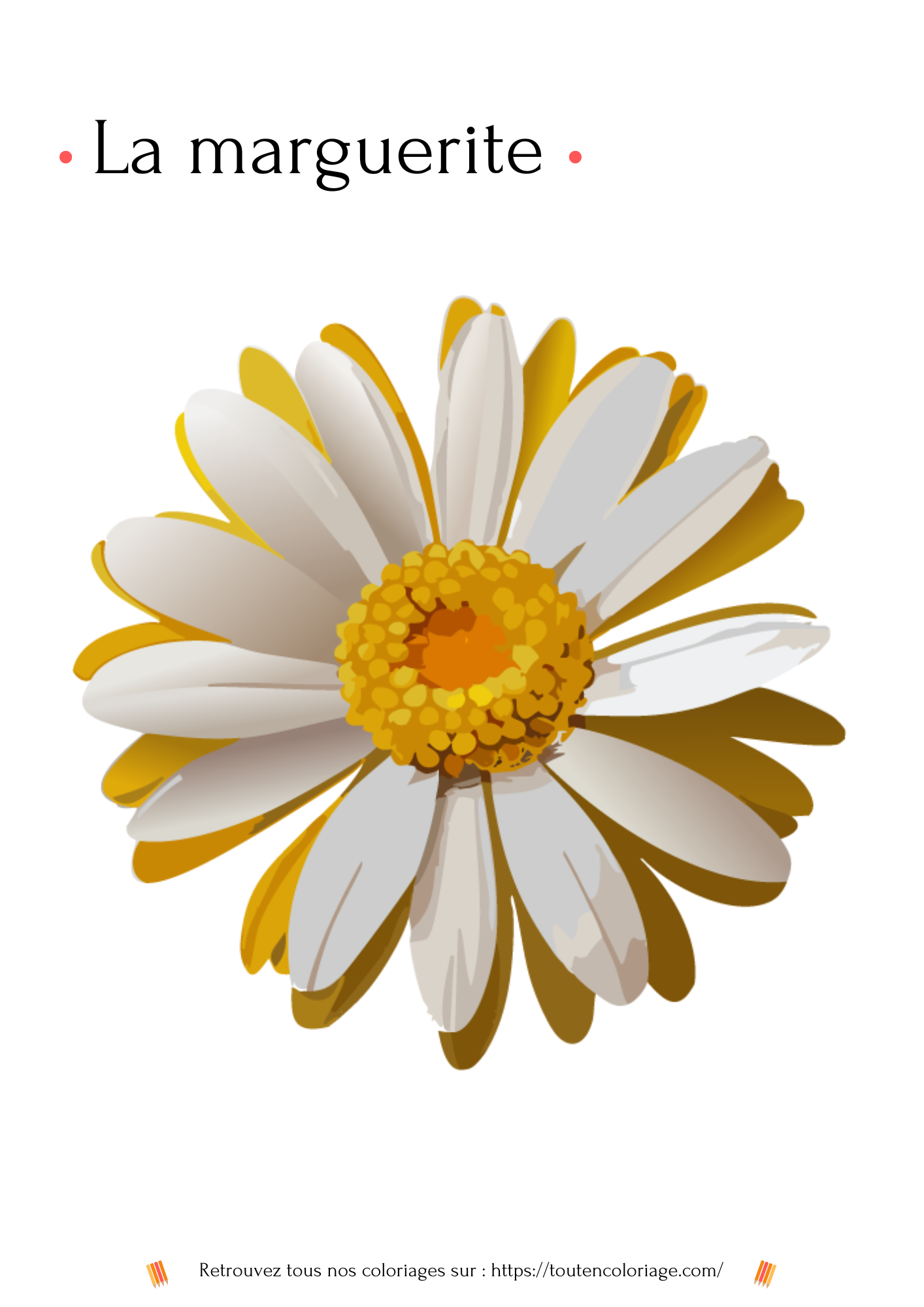 Coloriage a imprimer d'une belle Marguerite a retrouver dans notre livre sur les fleurs
