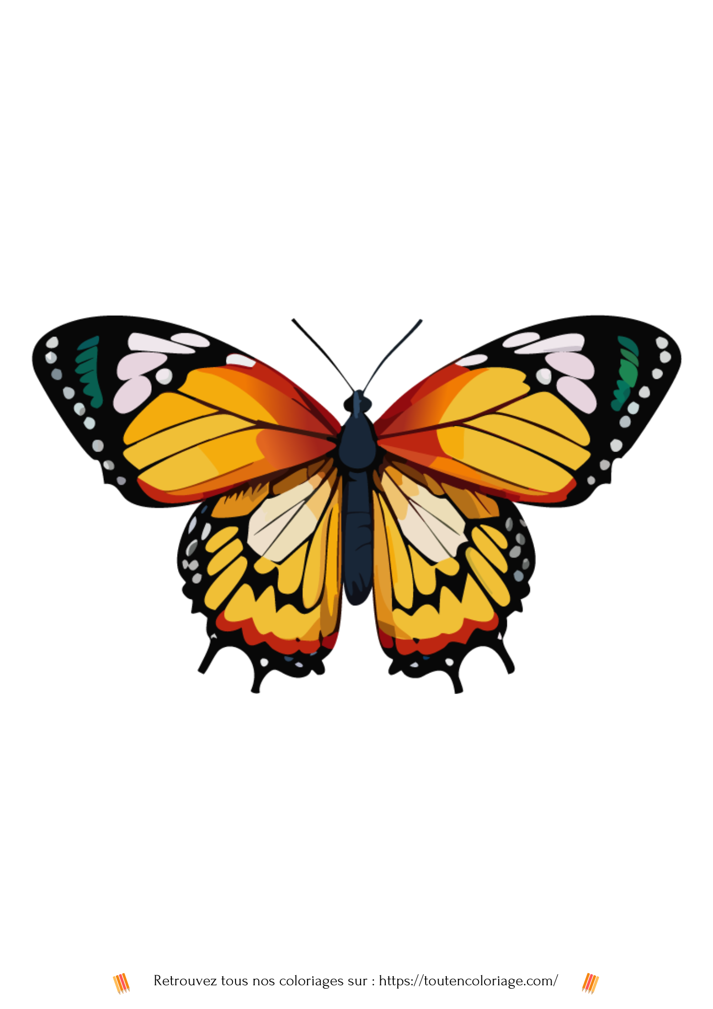 Dessin a colorier d'un magnifique papillon aux ailes oranges et blanches a retrouver dans notre livre sur les papillons.