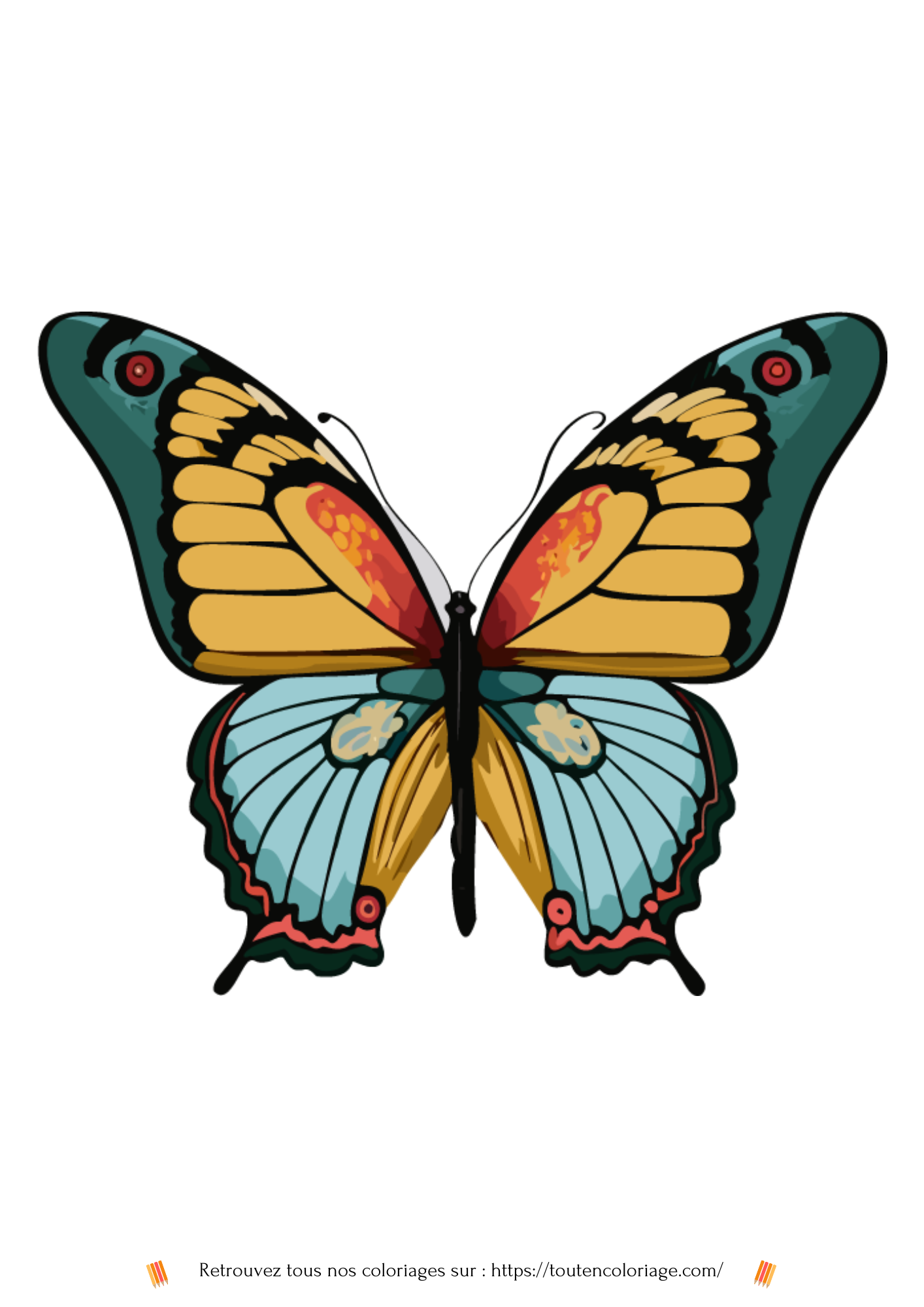 Dessin a colorier d'un magnifique papillon aux ailes jaunes et vertes a retrouver dans notre livre sur les papillons