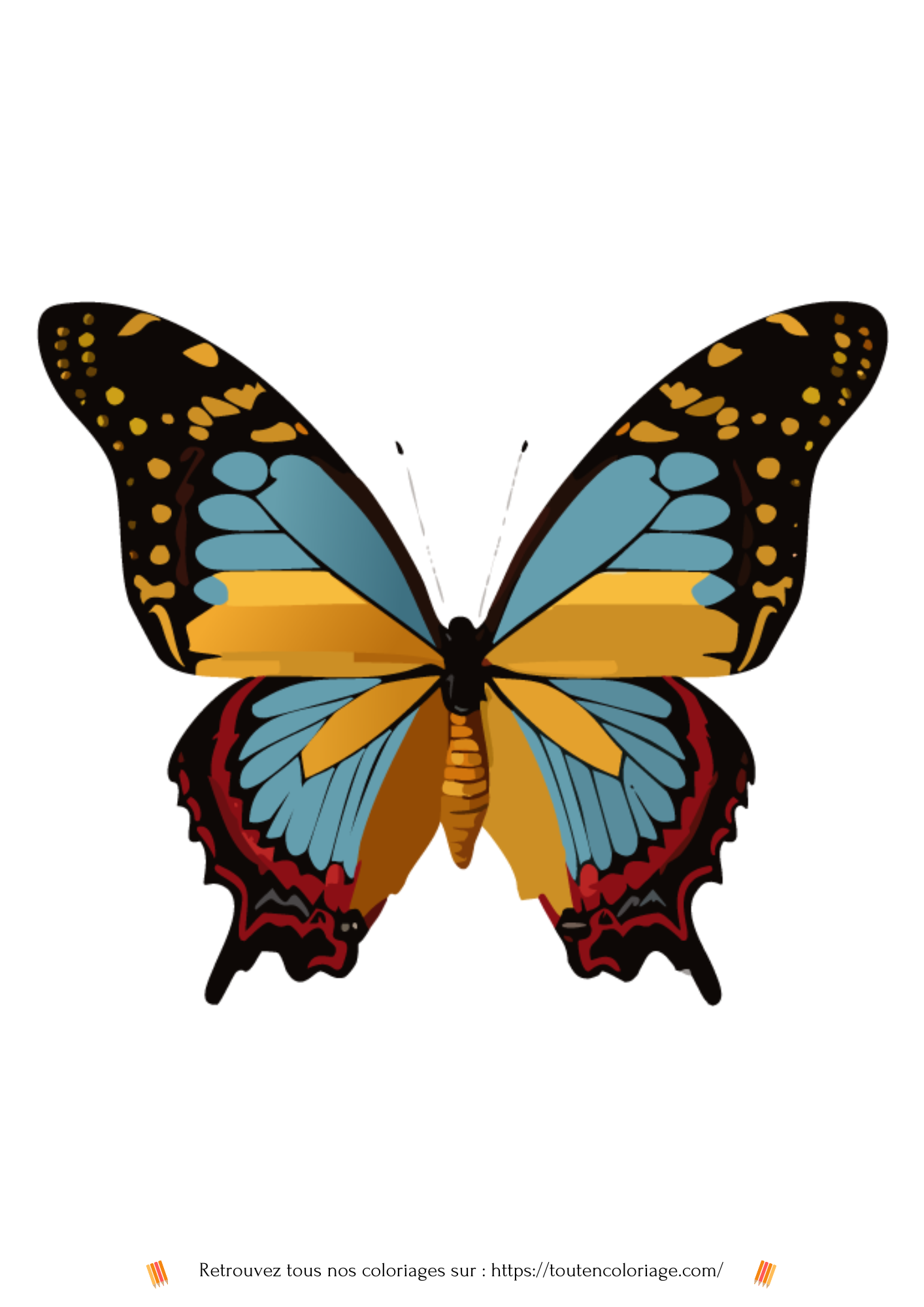 Dessin a colorier d'un magnifique papillon aux ailes bleues et noires a retrouver dans notre livre sur les papillons