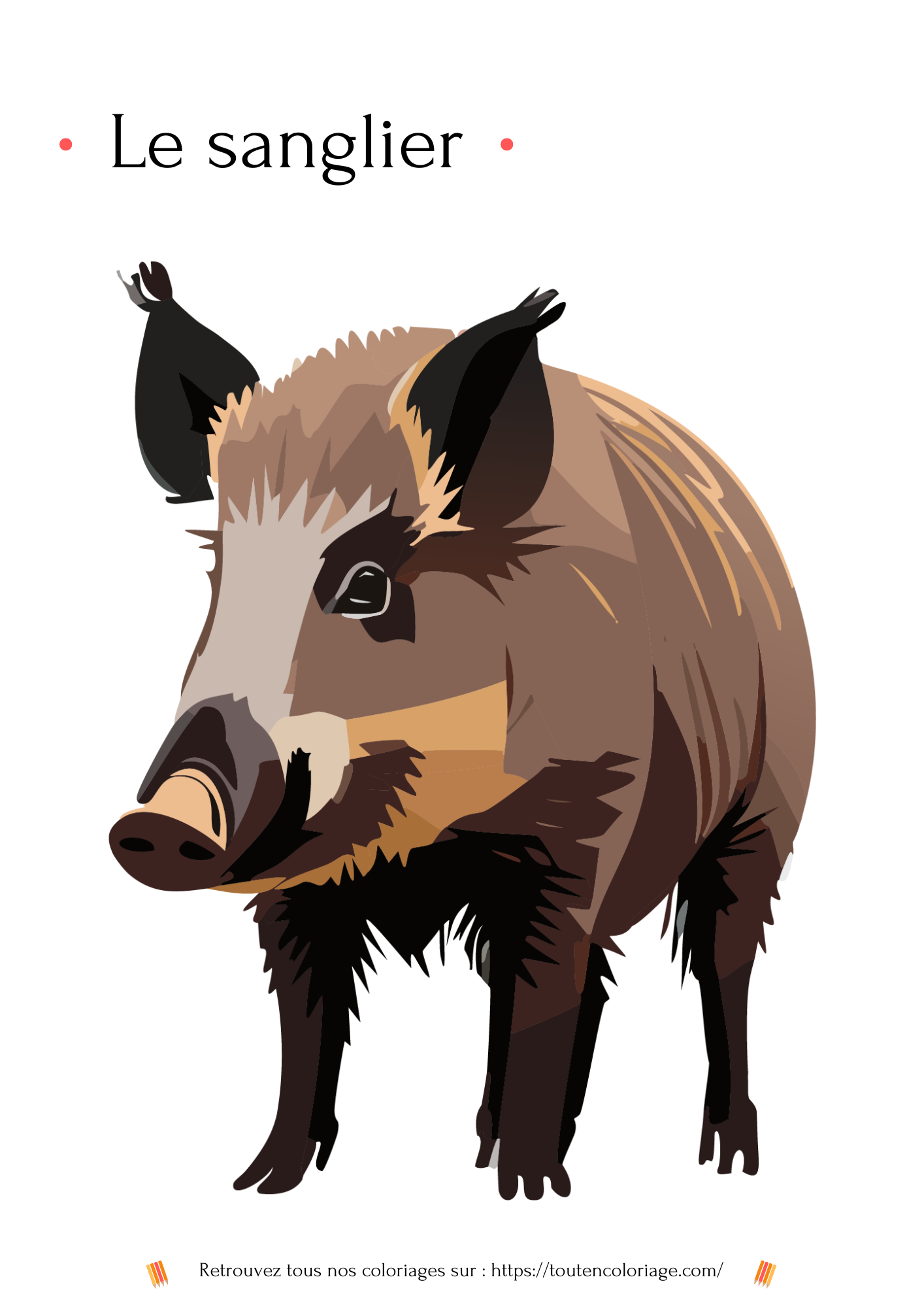 Dessin a colorier d'un gros mâle Sanglier a retrouver dans notre livre sur les animaux de la foret.
