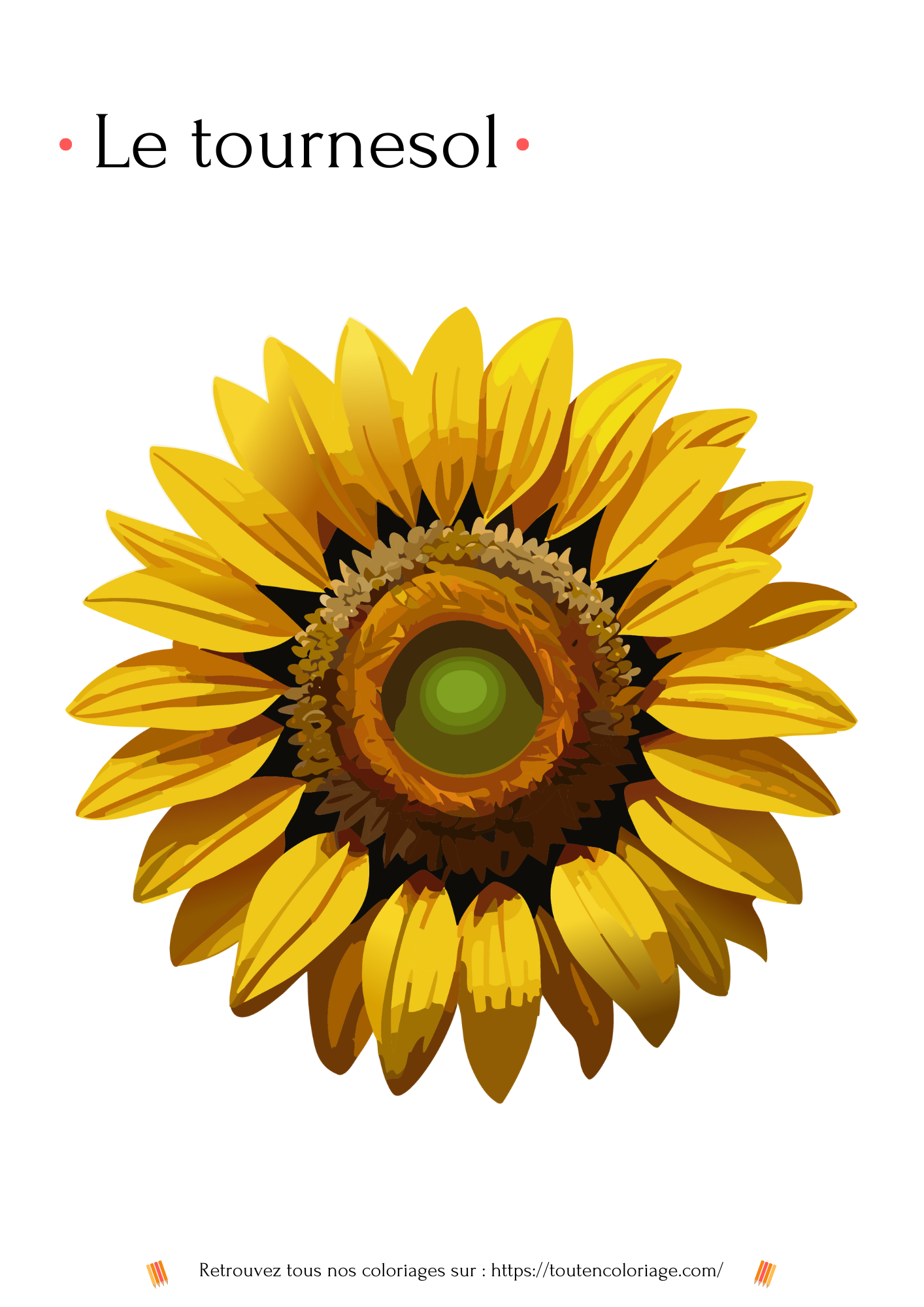 Coloriage a imprimer d'un tournesol a retrouver dans notre livre de coloriages sur les fleurs.