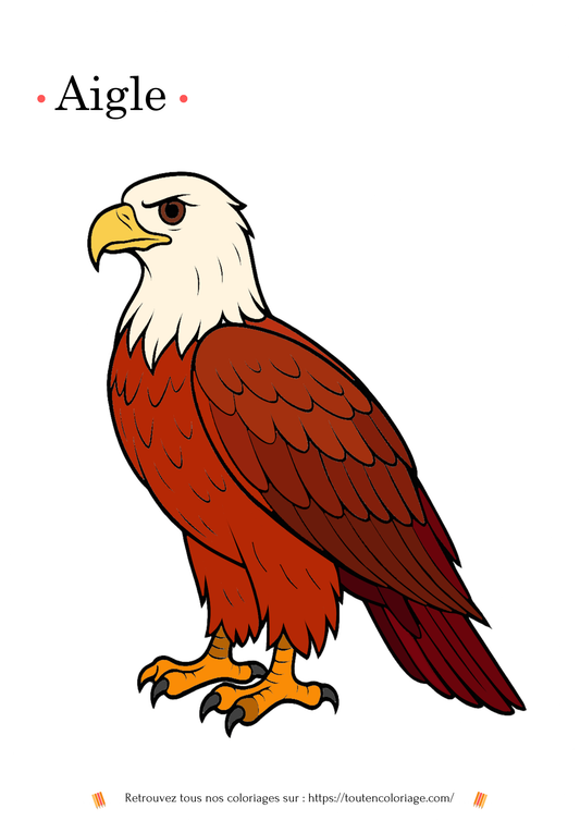 Coloriage d’un aigle royal avec des plumes et des détails anatomiques précis, à colorier