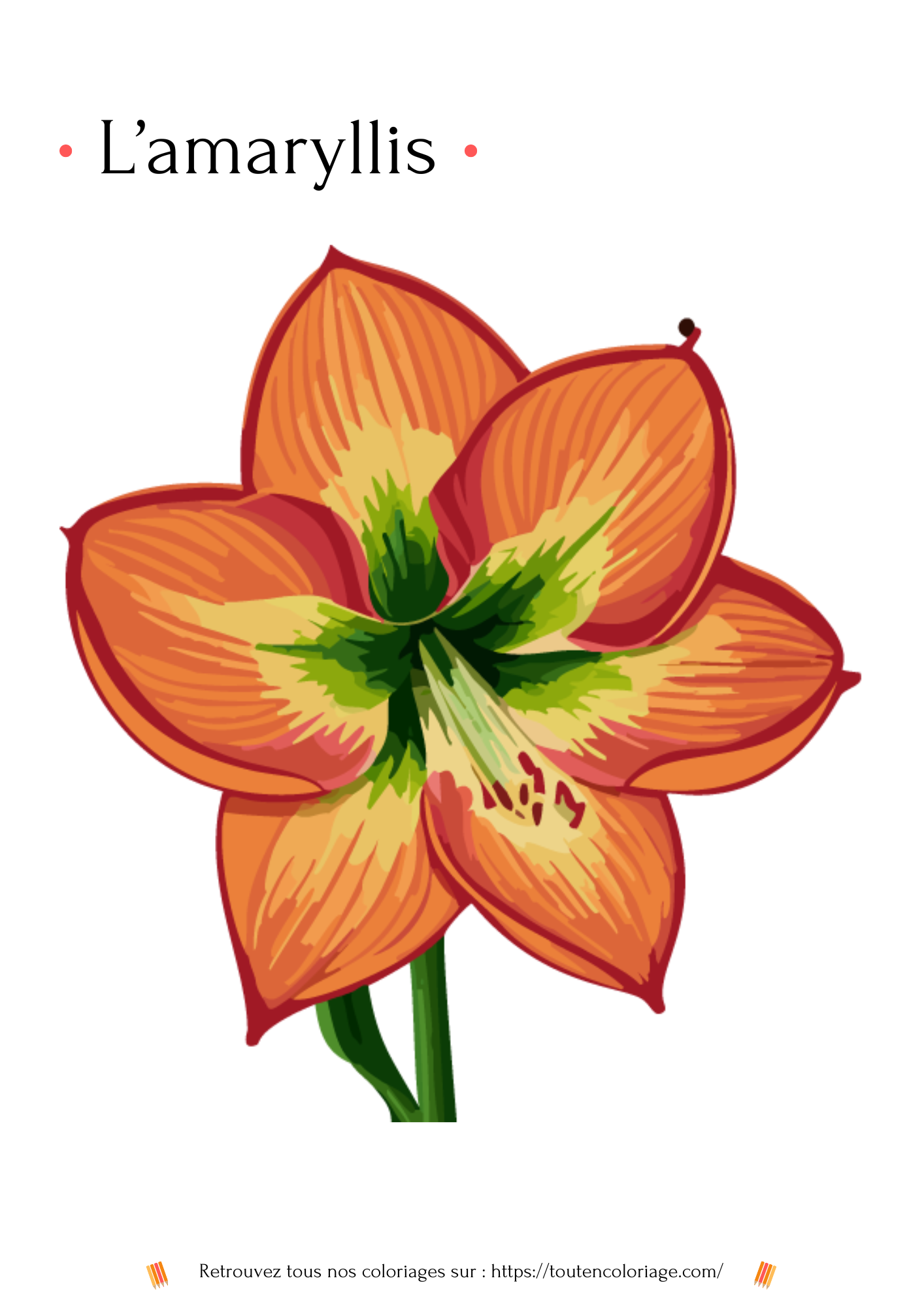 Dessin d'amaryllis  à colorier-coloriage à imprimer-coloriage  pour enfants-Coloriage gratuit pour tous les ages-coloriage en ligne-coloriage de fleur
