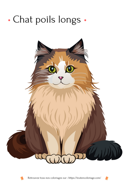 Dessin à colorier d'un magnifique chat à poils longs ressemblant a un  Main Coon.