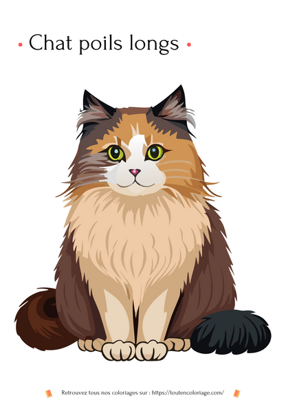 Dessin à colorier d'un magnifique chat à poils longs ressemblant a un  Maine Coon