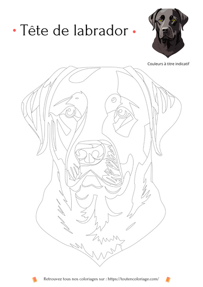 Coloriage a imprimer d'une magnifique tete de Labrador de couleur noire pour enfants et adultes.