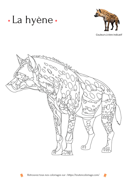 Coloriage à imprimer en PDF d'un Hyène à retrouver dans notre livre sur les animaux de la savane.