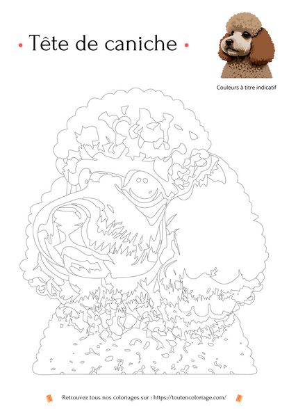 Coloriage à imprimer d'une toute douce et moutonneuse tête de caniche marron et beige.