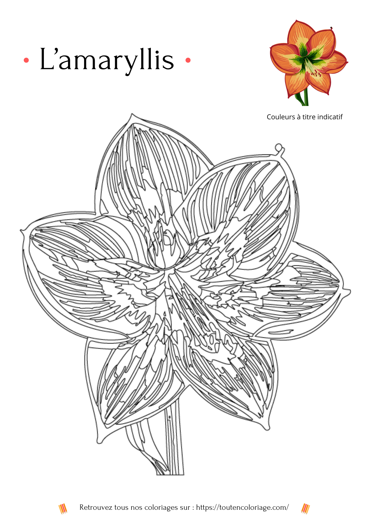 Dessin d'amaryllis  à colorier - coloriage à imprimer- coloriage  pour enfants - coloriage gratuit pour tous les ages - coloriage en ligne - coloriage de fleur