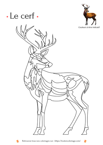 Dessin a colorier d'un Cerf issu de notre livre de coloriage sur les animaux de la foret. 