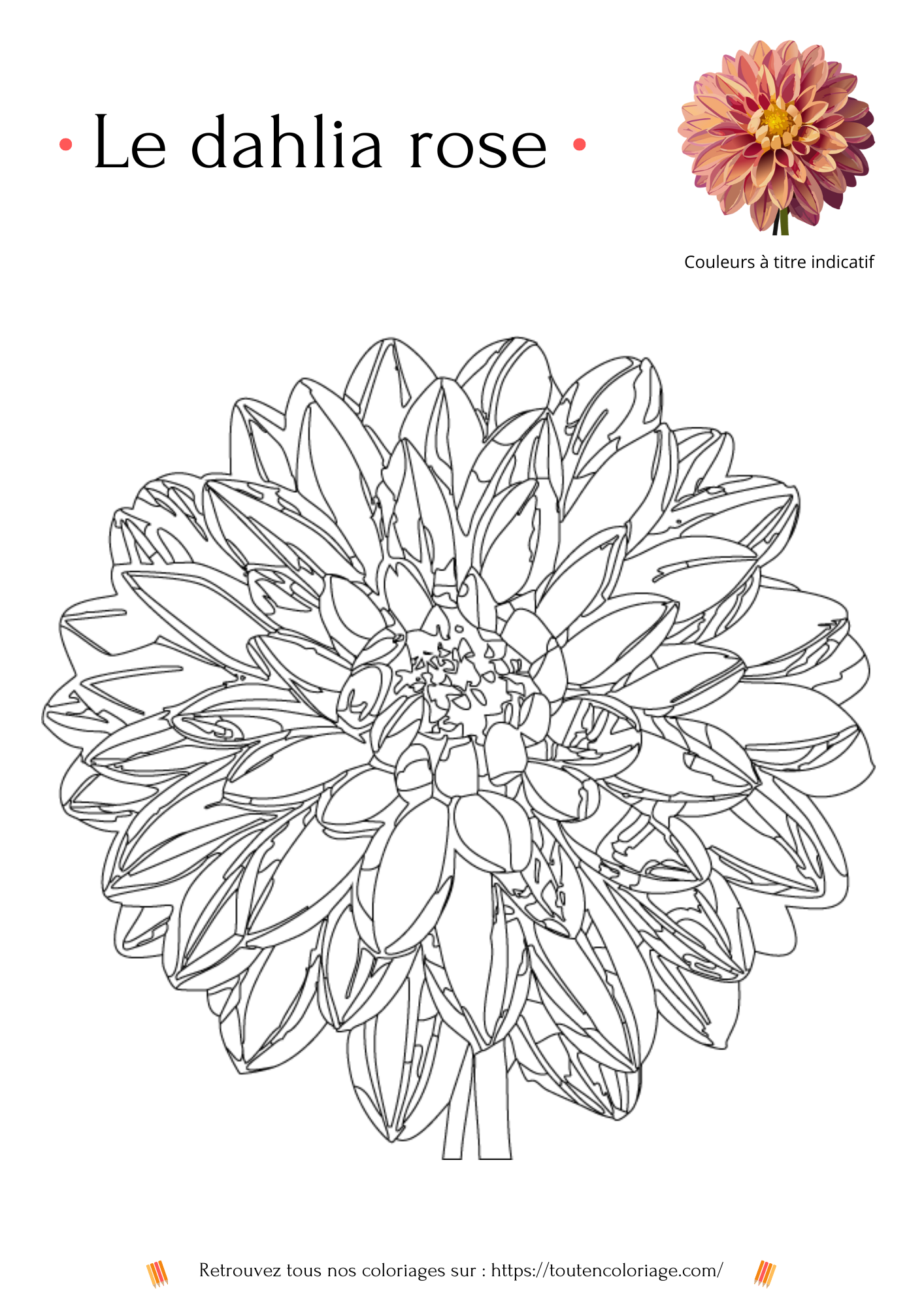 Dessin à colorier d'un dahlia rose en pleine floraison.
