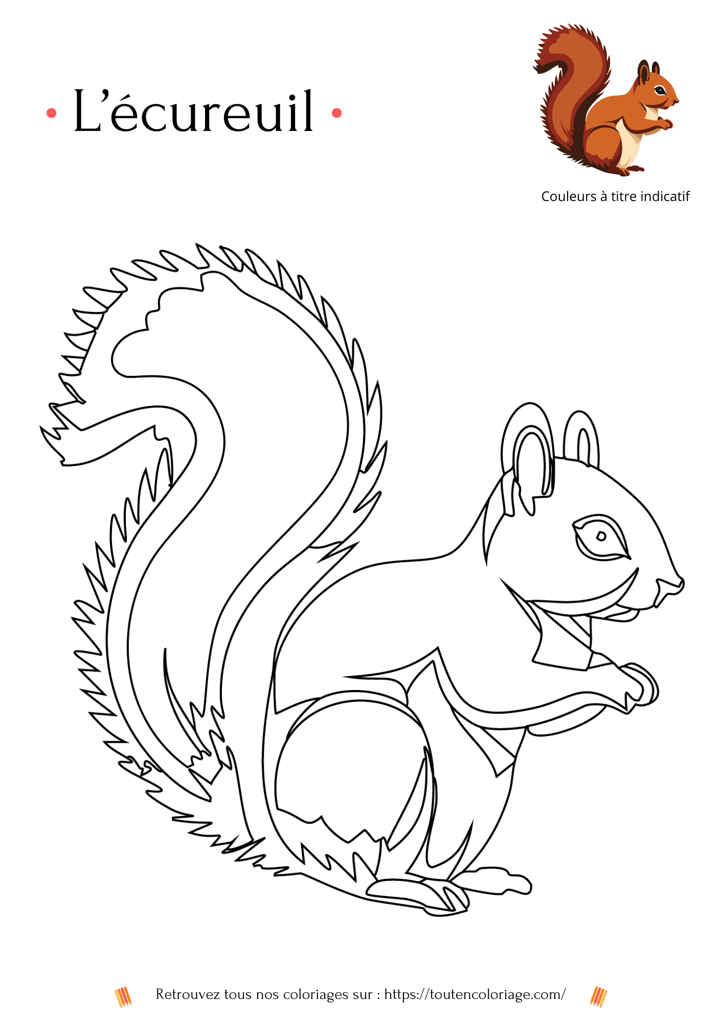 Dessin à colorier très détaillés d'un écureuil roux à retrouver dans notre livre sur les animaux de la forêt.