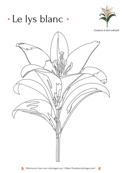 Dessin de lys à colorier, coloriage de lys à imprimer, coloriage  pour enfants, coloriage gratuit pour débutant, coloriage de fleurs à imprimer, coloriage de lys blanc réaliste, livre de de fleurs détaillé à colorier, création original à télécharger