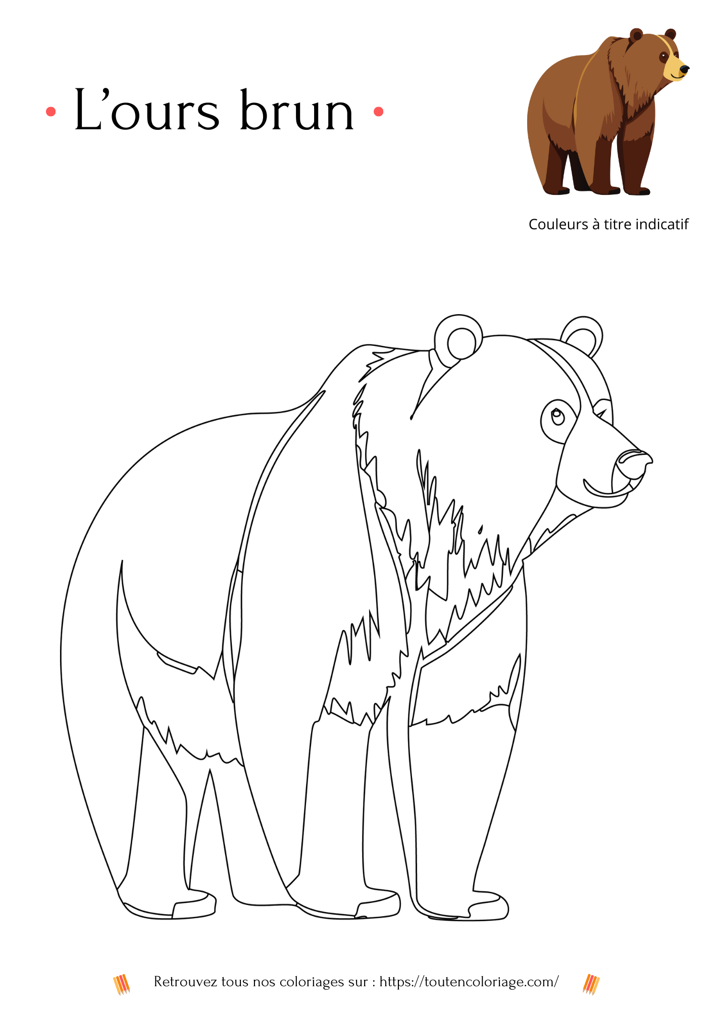 Dessin a colorier d'un magnifique ours Brun ou grizzly a retrouver dans notre livre sur les animaux de la foret