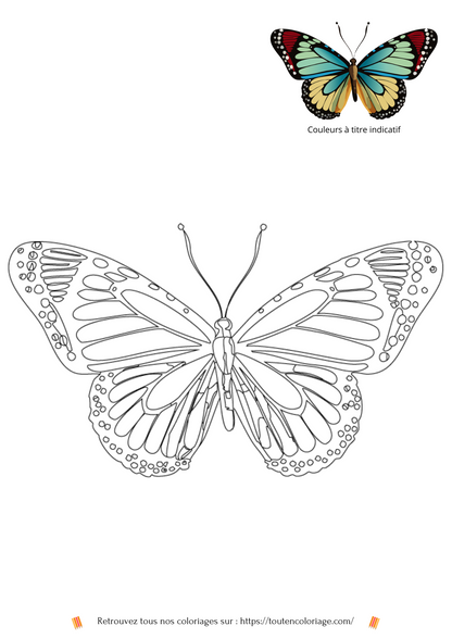 Coloriage a imprimer d'un magnifique papillon aux ailes bleues et rouges a retrouver dans notre livre de coloriage sur les papillons