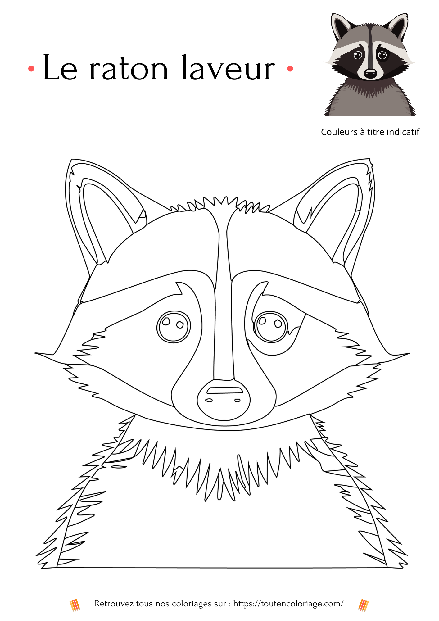 Dessin à colorier d'un raton laveur noir et gris a retrouver dans notre livre de coloriage sur les animaux de la foret