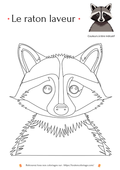 Dessin à colorier d'un raton laveur noir et gris a retrouver dans notre livre de coloriage sur les animaux de la foret
