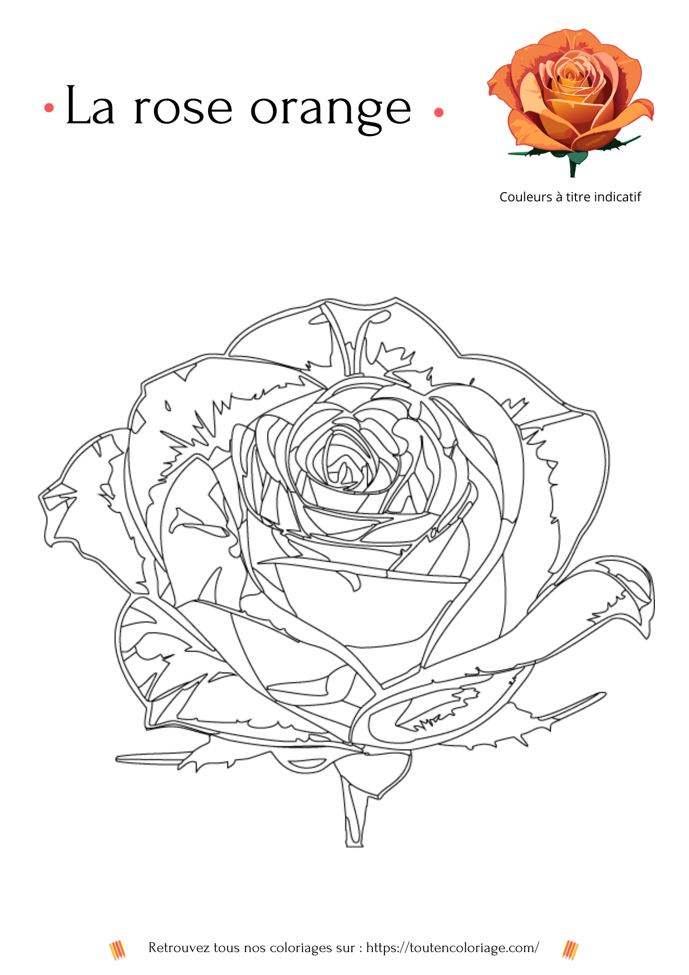 Dessin à colorier d'une Rose orangé pour les adultes et les enfants qui aiment les plantes et les fleurs.