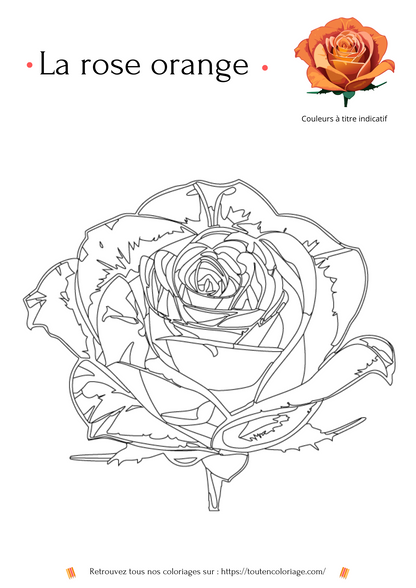 Dessin à colorier d'une Rose orangé pour les adultes et les enfants qui aiment les plantes et les fleurs.