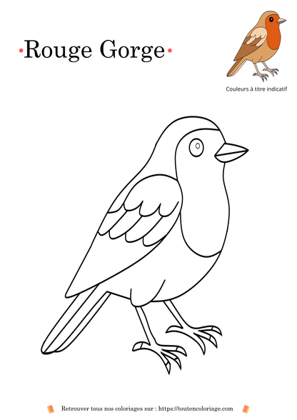 Coloriage à imprimer de rouge-gorge, dessin détaillé à colorier pour enfants et adultes