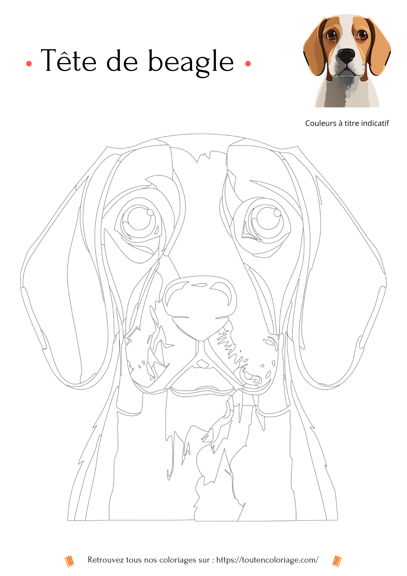 Coloriage a imprimer  d'une magnifique tête de chien représentant un Beagle blanc et marron 