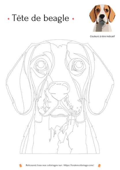 Coloriage a imprimer  d'une magnifique tête de chien représentant un Beagle blanc et marron 