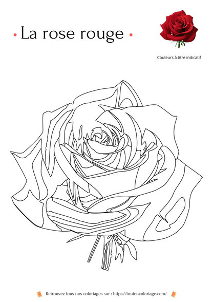 Coloriage à imprimer d'une Rose rouge issue de notre livre sur les fleurs pour enfants et adultes de tout âges