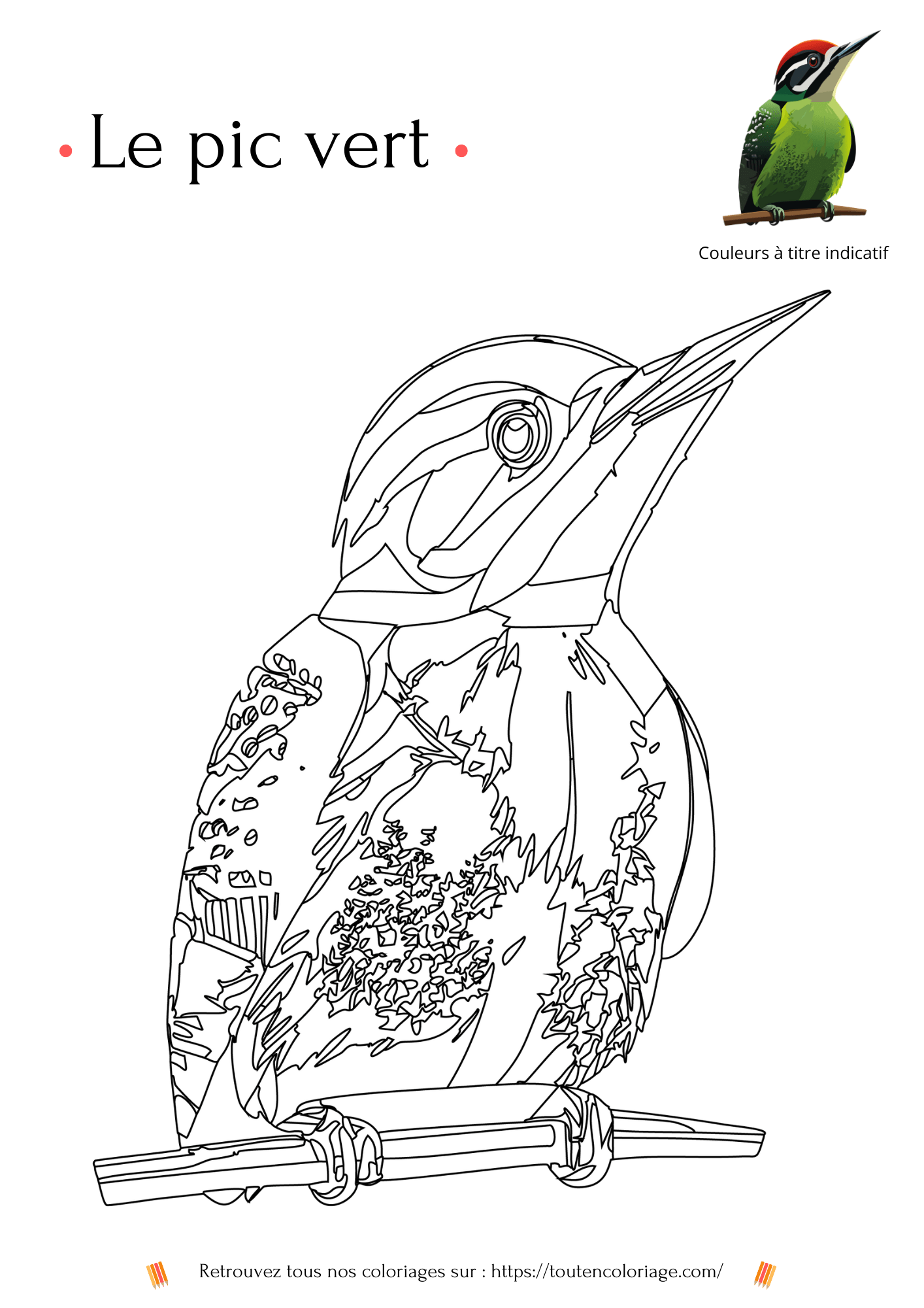 Coloriage à imprimer de Pic vert niveau 2 - dessin à colorier d'un pic vert à retrouver dans notre livre sur les animaux de la forêt - PDF à télécharger