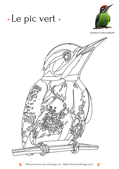 Coloriage à imprimer de Pic vert niveau 2 - dessin à colorier d'un pic vert à retrouver dans notre livre sur les animaux de la forêt - PDF à télécharger