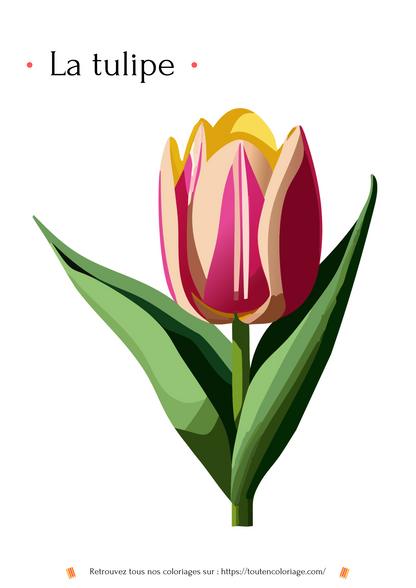 Coloriage de fleurs, Tulipe à colorier pour enfants et adultes de tout âges, PDF téléchargeable sur toutencoloriage.com