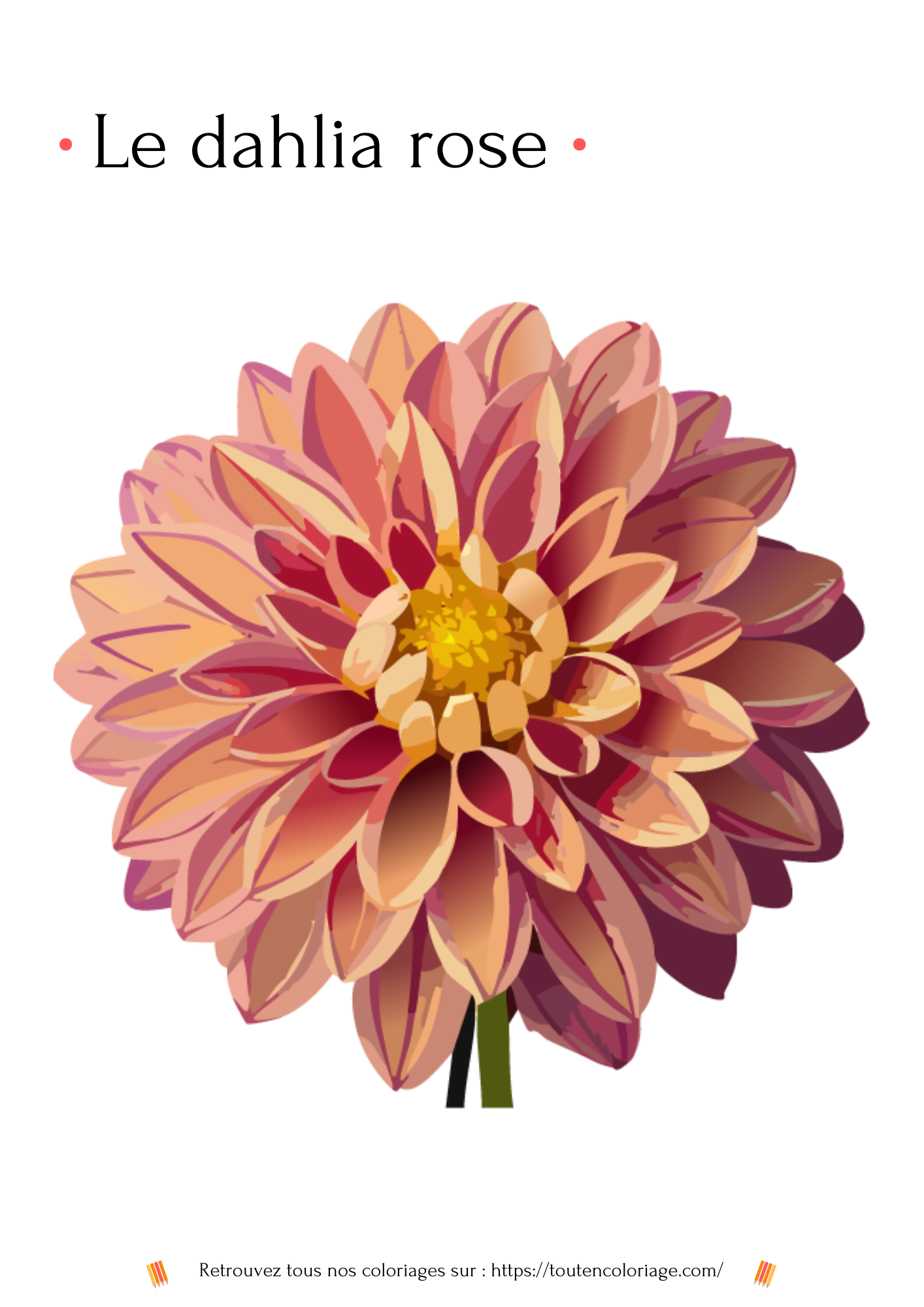 Coloriage de fleurs, Dahlia rose à colorier pour enfants et adultes de tout âges, sur toutencoloriage.com