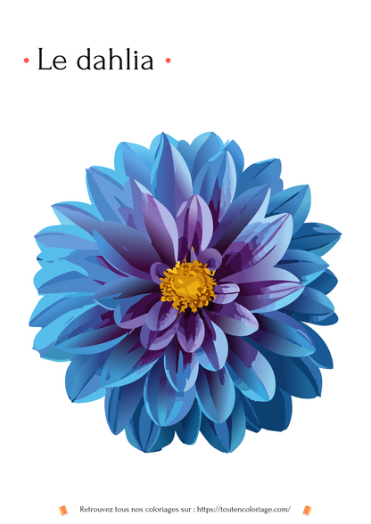 Coloriage a imprimer d'un très jolie Dahlia de couleur bleu a retrouver dans notre livre de coloriages sur les fleurs.