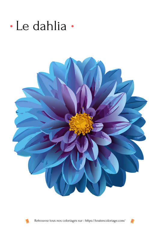 Coloriage a imprimer d'un Dahlia de couleur bleu