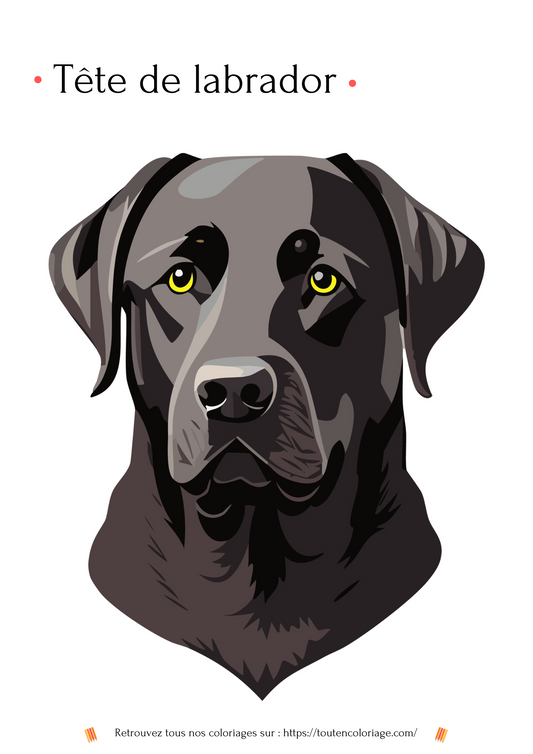 Dessin à colorier d'une magnifique tête de Labrador de couleur noire pour les enfants et adultes.