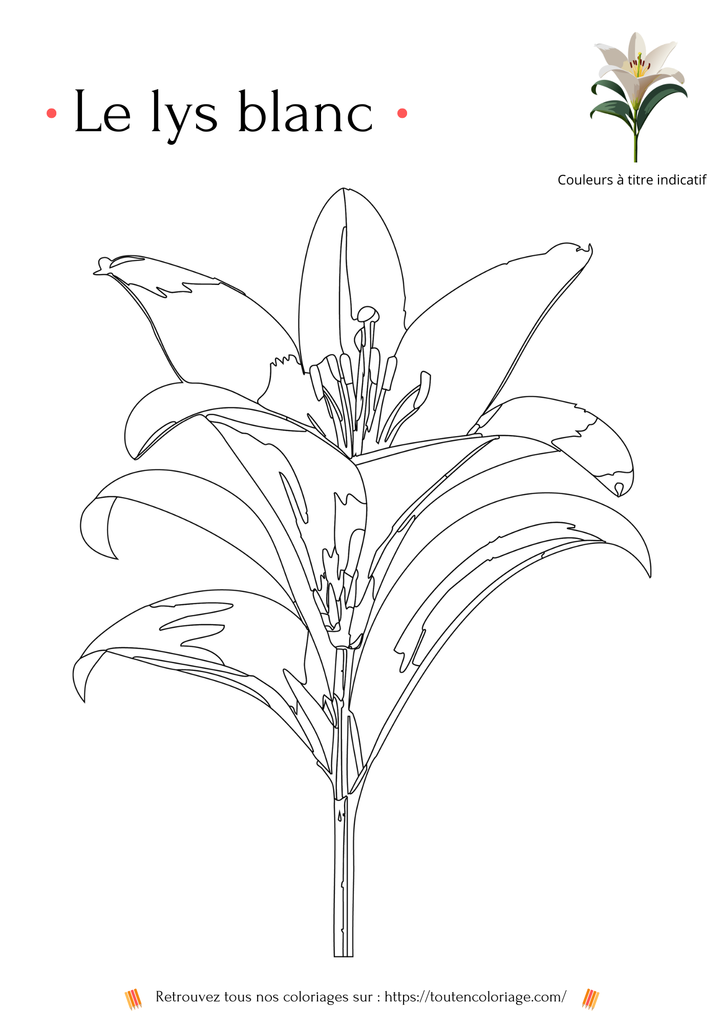 Livre de coloriage sur les fleurs, Lys, Jonquille, Tournesol et autres Roses à colorier pour enfants et adultes de tout âges, PDF téléchargeable sur toutencoloriage.com