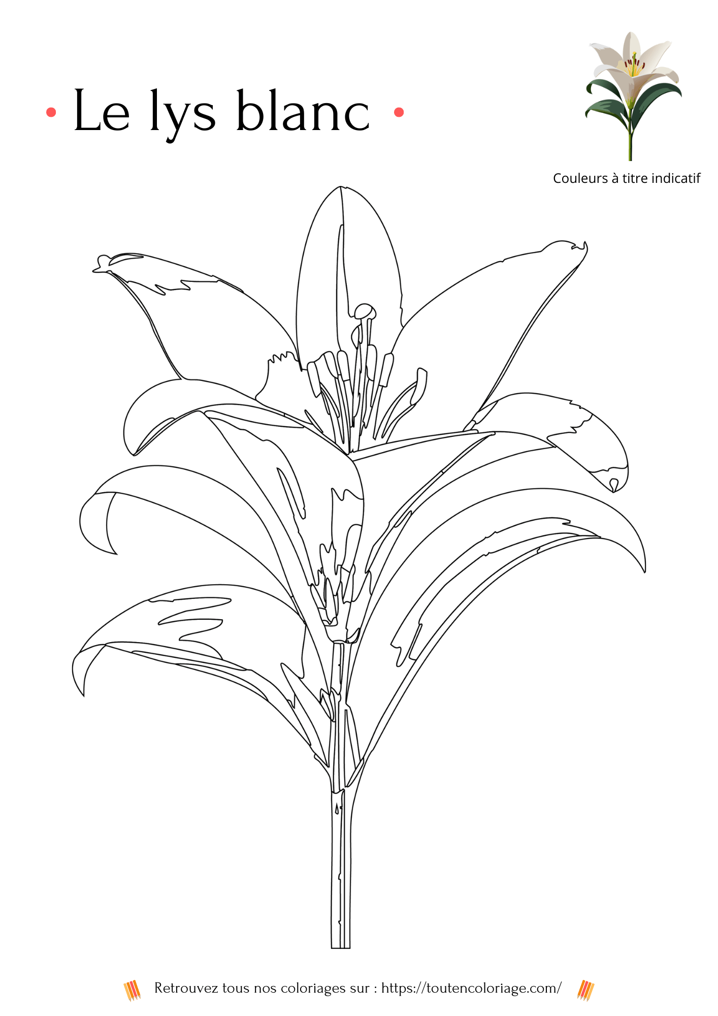 Coloriage de fleurs, Lys blanc à colorier pour enfants et adultes de tout âges, PDF téléchargeable sur toutencoloriage.com