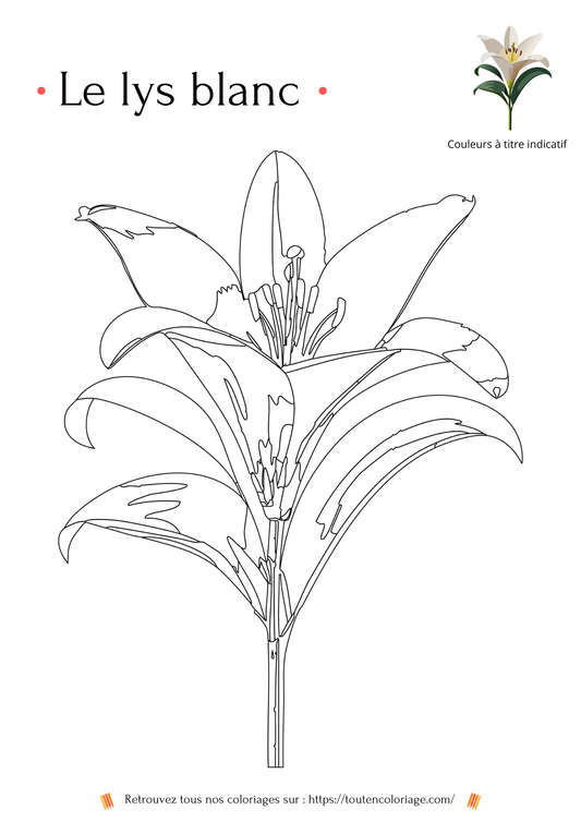 Coloriage de Lys Blanc - PDF téléchargeable - ToutenColoriage - coloriage