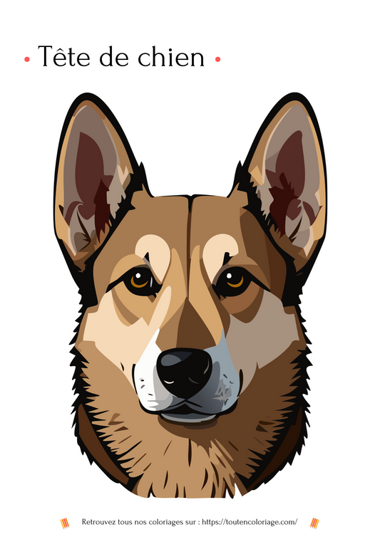Dessin à colorier d'une splendide tête de chien Berger Allemand avec un regard très doux.
